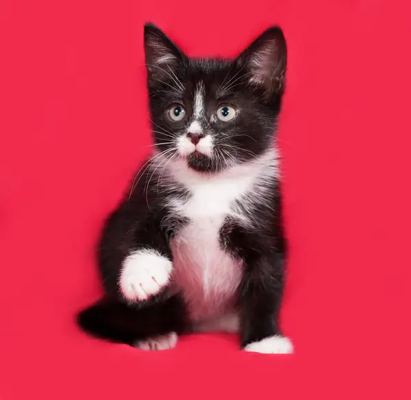 Zwart-wit kitten zittend op rood — Stockfoto