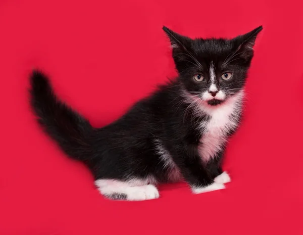 Zwart-wit kitten zittend op rood — Stockfoto