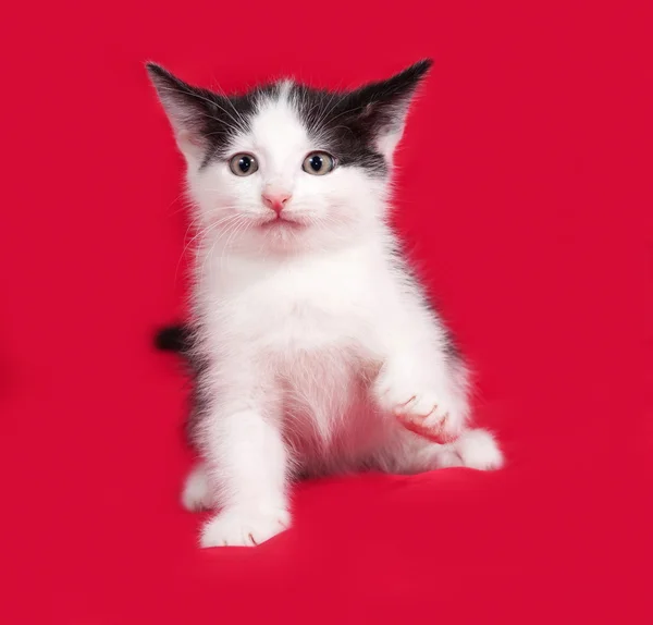 Bílé a Černé kotě hraje na červené — Stock fotografie