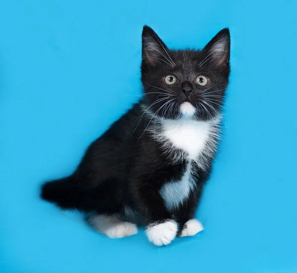 Zwart-wit kitten zittend op blauw — Stockfoto