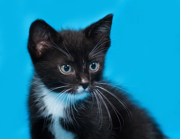 Zwart-wit kitten zittend op blauw — Stockfoto