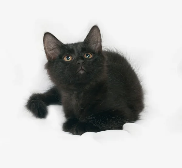 Μαύρο γατάκι αφράτο βρίσκεται στο γκρι — Φωτογραφία Αρχείου