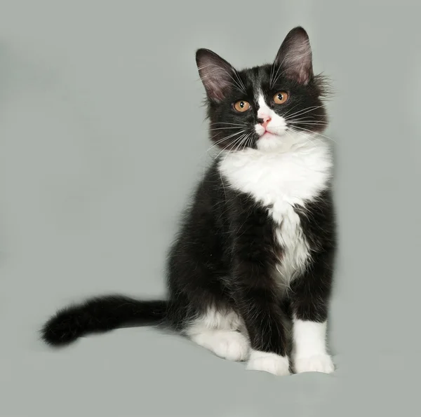 Black and white fluffy kitten sits on gray — Stock Photo, Image