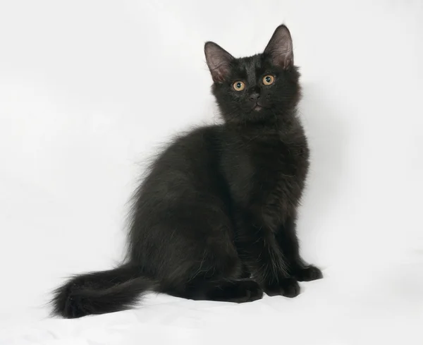 Black fluffy kitten sitting on gray — Stock Photo, Image