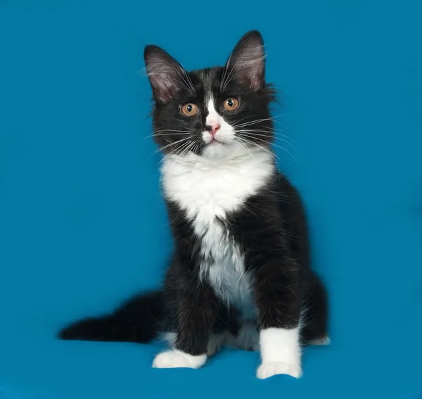 Negro y blanco esponjoso gatito se sienta en azul — Foto de Stock