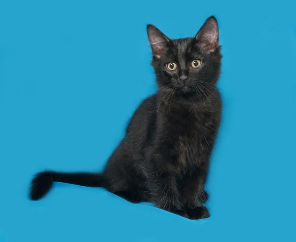 Negro esponjoso gatito se sienta en azul — Foto de Stock