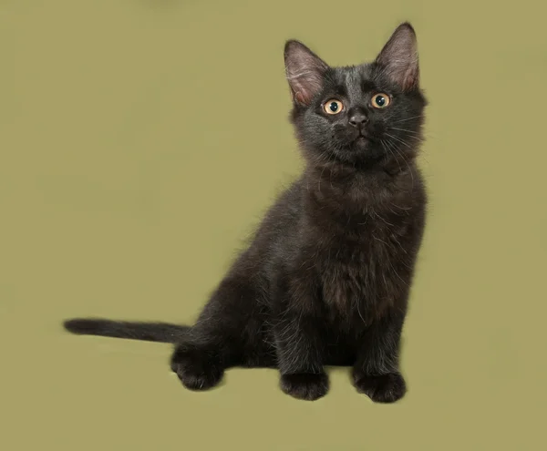 Chaton pelucheux noir assis sur vert — Photo