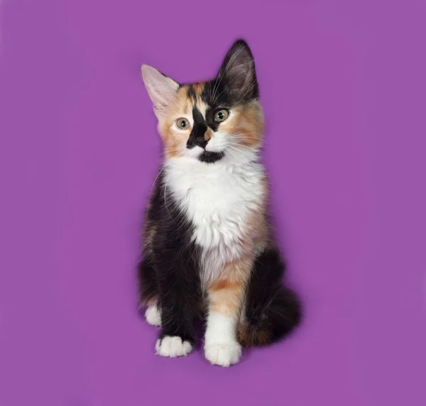 Gatinho tricolor sentado em lilás — Fotografia de Stock