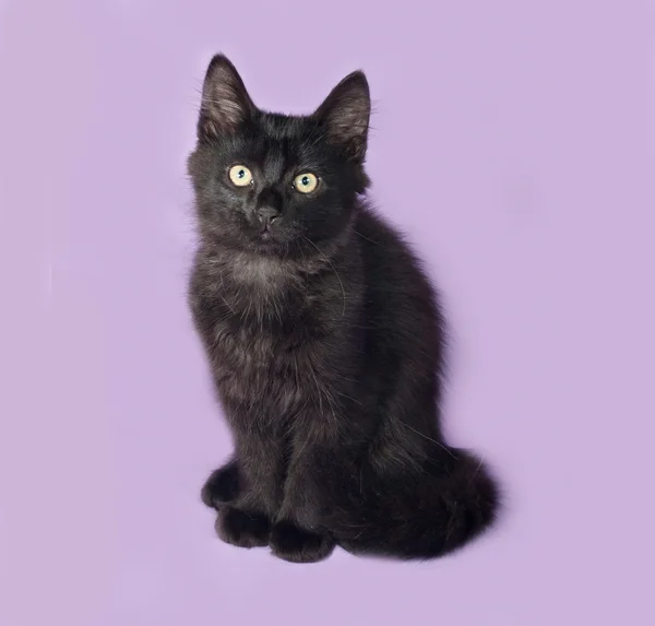 Black fluffy kitten sits on lilac — Stock Photo, Image