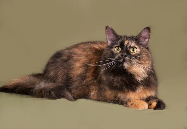 Tortoiseshell cat lies on green — Stock Photo, Image