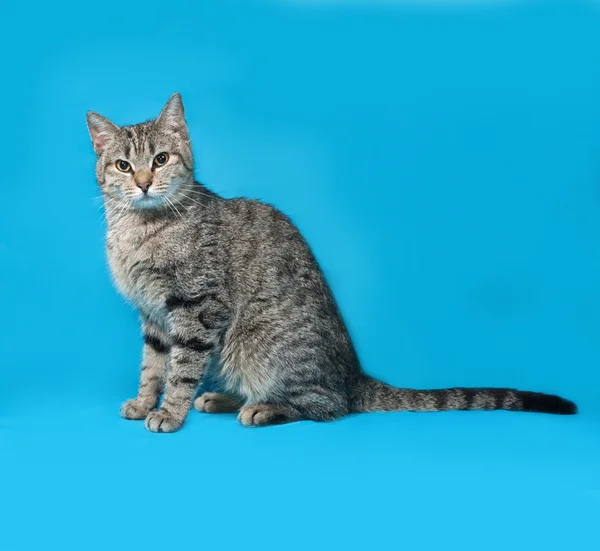 Gatto tabby grigio in piedi sul blu — Foto Stock