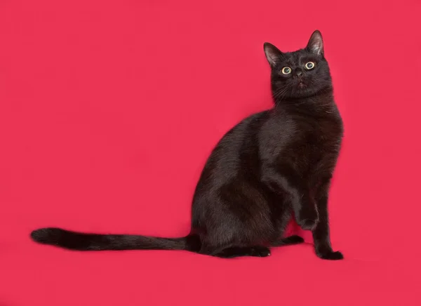 Kırmızı üzerinde oturan siyah kedi — Stok fotoğraf