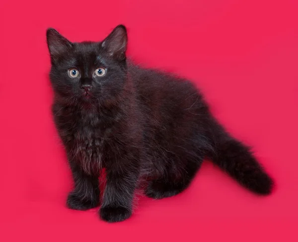 Small black fluffy kitten standing on red — Stock Photo, Image