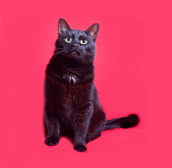 Zwarte kat, zittend op rood — Stockfoto