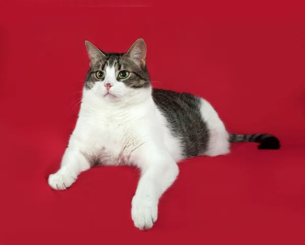 Tabby en witte kat ligt op rood — Stockfoto