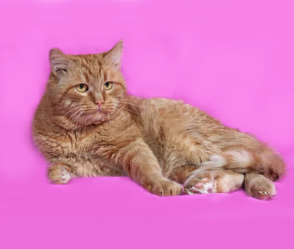 Gato rojo pone en rosa — Foto de Stock