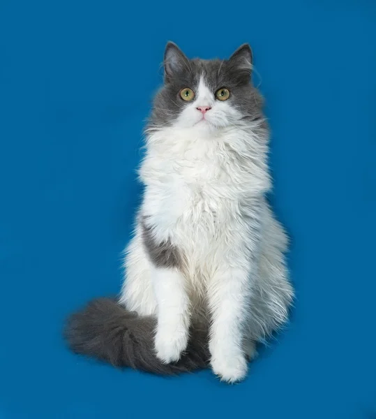 Mavi üzerinde oynarken, kabarık gri ve beyaz yavru kedi — Stok fotoğraf