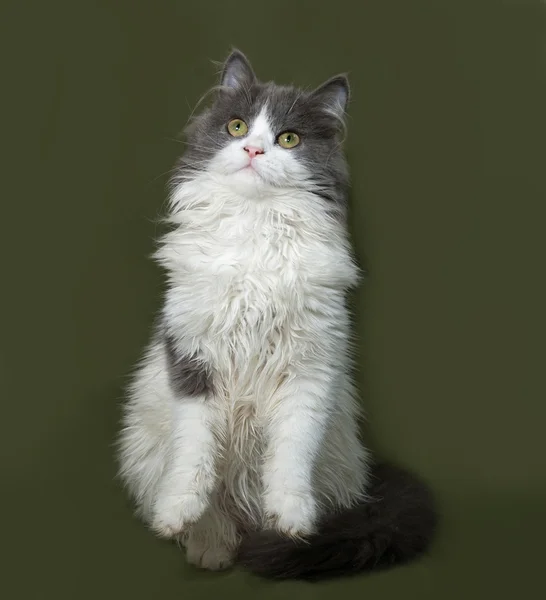 Fluffy gray and white kitten sitting on green — Stock Photo, Image