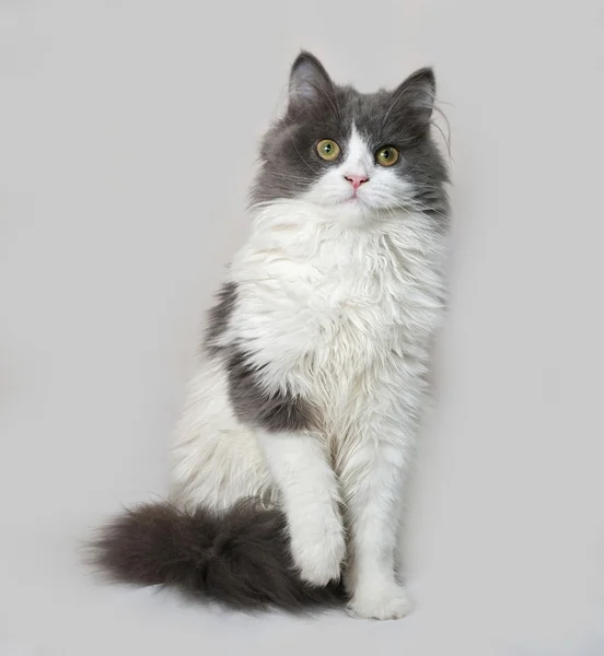 Gri üzerine oturan, kabarık gri ve beyaz yavru kedi — Stok fotoğraf