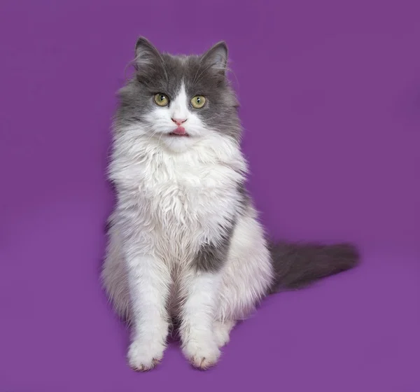 Fluffy gray and white kitten sitting on lilac — Stock Photo, Image