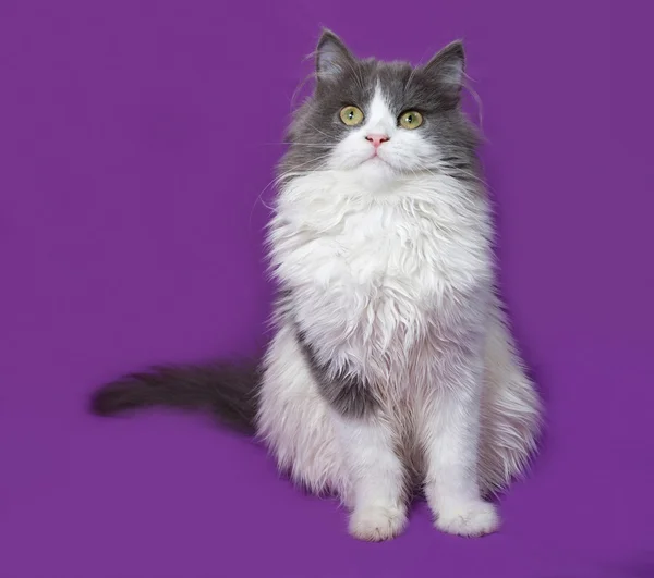 Fluffy gray and white kitten sitting on lilac — Stock Photo, Image