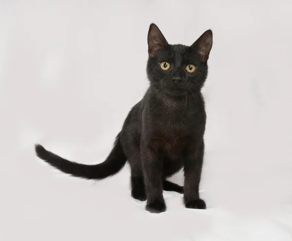 Black kitten standing on gray — Stock Photo, Image