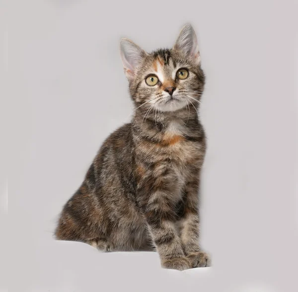 Tricolor kitten zittend op grijs — Stockfoto