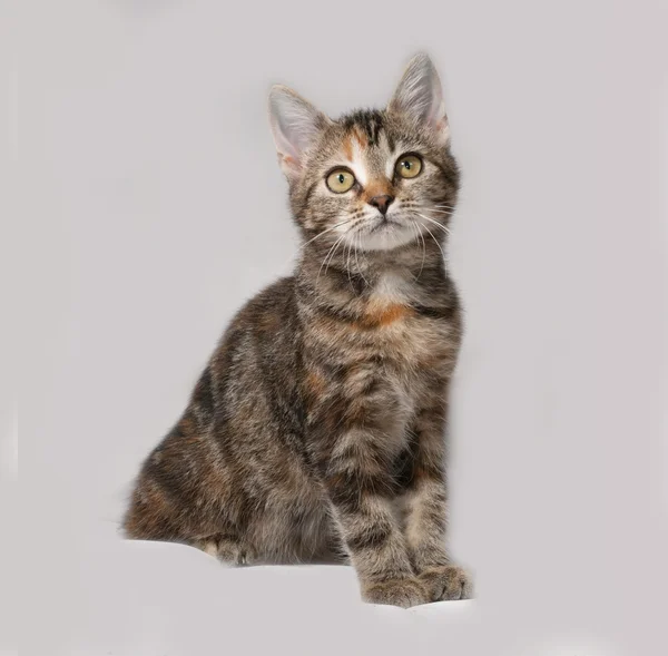 Tricolor kitten sitting on gray — Stock Photo, Image