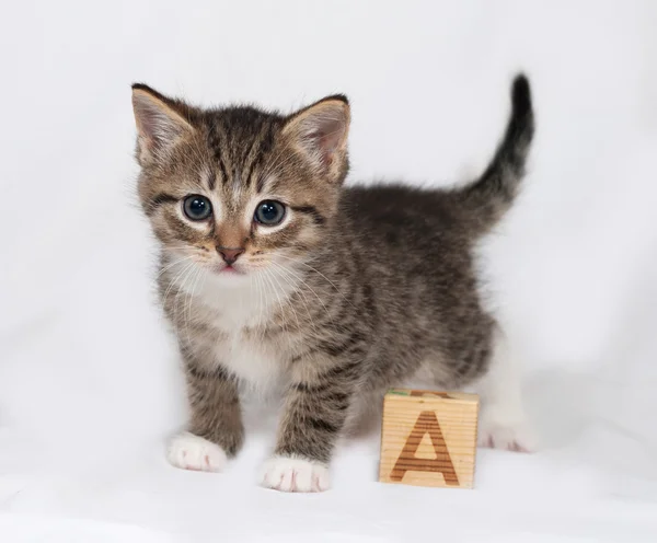 Gattino a righe e bianco in piedi su grigio — Foto Stock