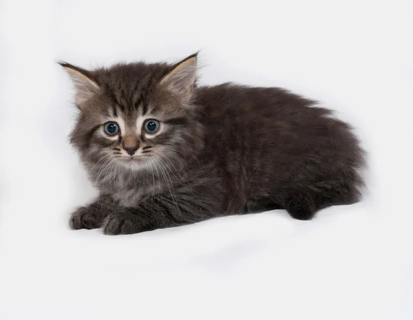 Fluffy siberiano rayas gatito mentiras en gris —  Fotos de Stock