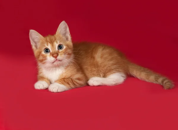 Gatinho vermelho e branco está no vermelho — Fotografia de Stock