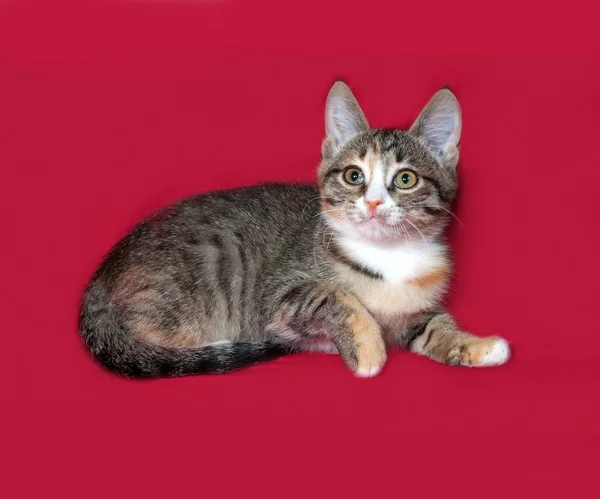 Gatito tricolor acostado sobre rojo —  Fotos de Stock