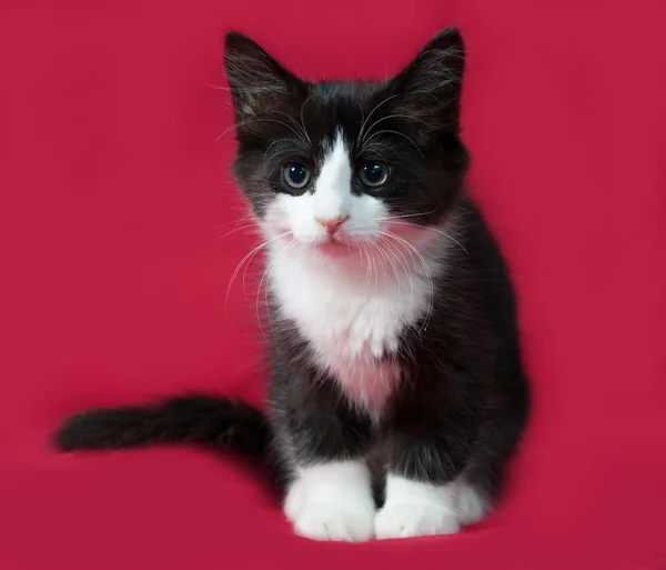 Zwart-wit kitten zittend op rood — Stockfoto