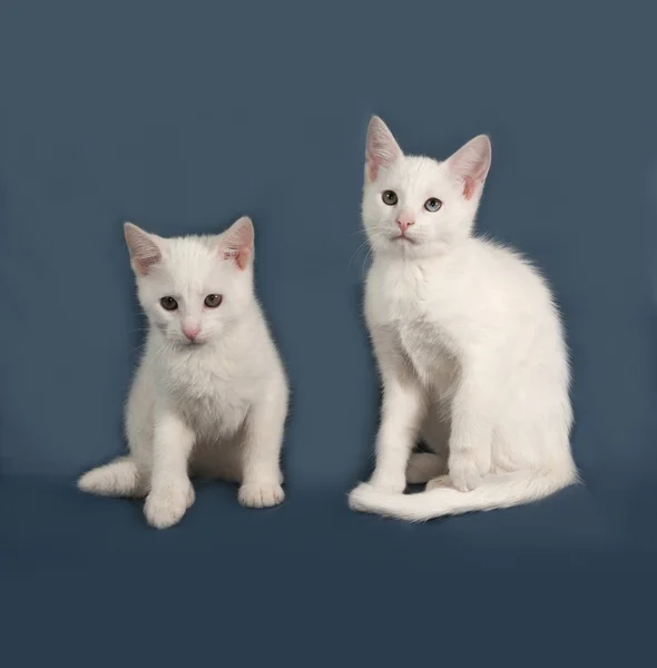Zwei kleine weiße Kätzchen sitzen auf grau — Stockfoto