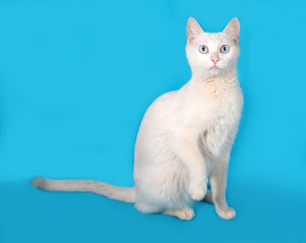 Weiße Katze mit blauen Augen sitzt auf blau — Stockfoto