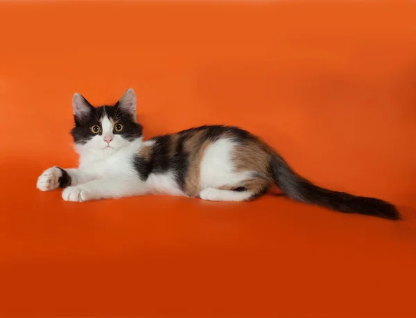 Tricolor fluffy kitten lying on orange — Stock Photo, Image