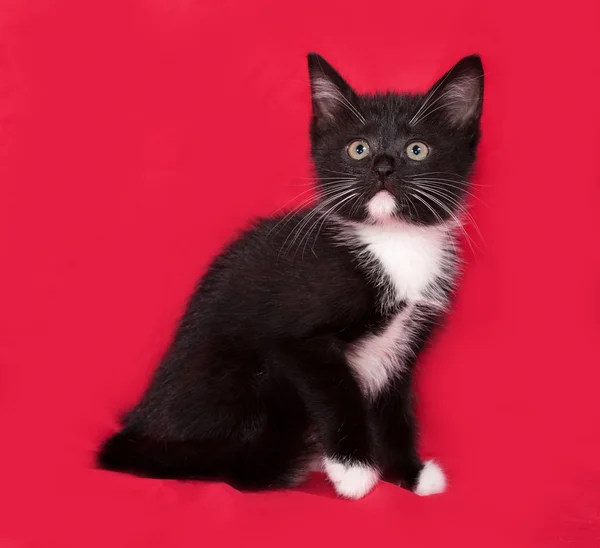 Μαύρο και άσπρο γατάκι που κάθεται στο κόκκινο — Φωτογραφία Αρχείου