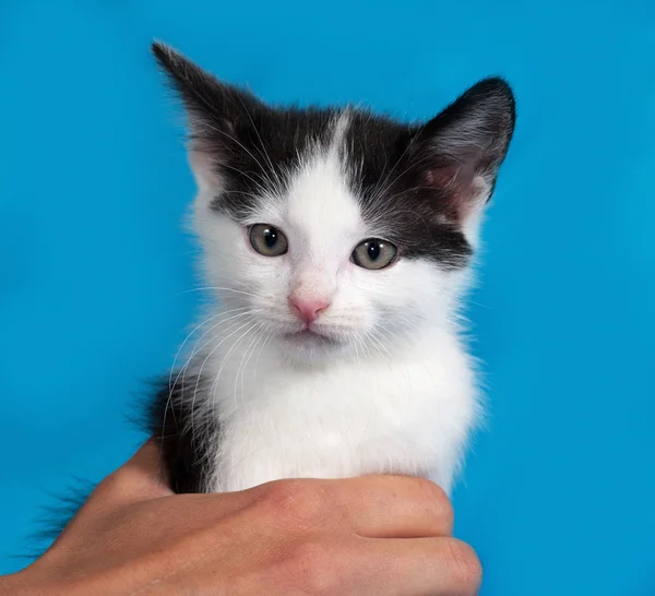 Mavi beyaz ve siyah yavru kedi — Stok fotoğraf