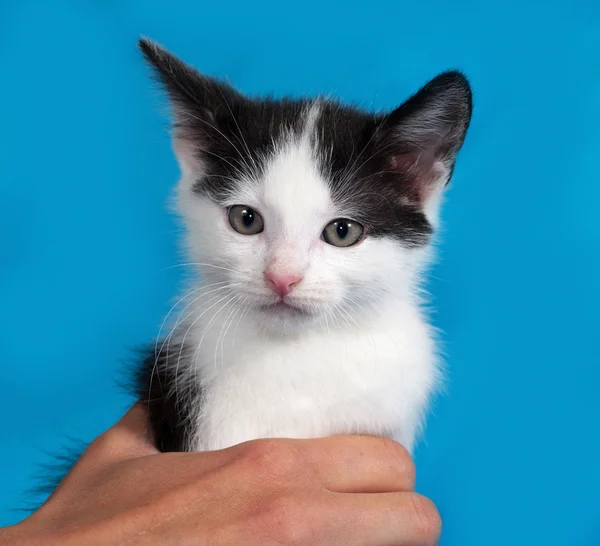 Vit och svart kattunge på blå — Stockfoto