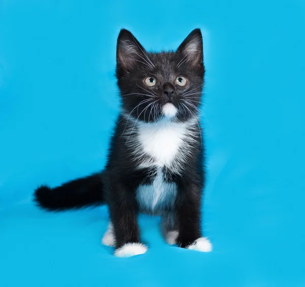 Gatito blanco y negro de pie sobre azul — Foto de Stock