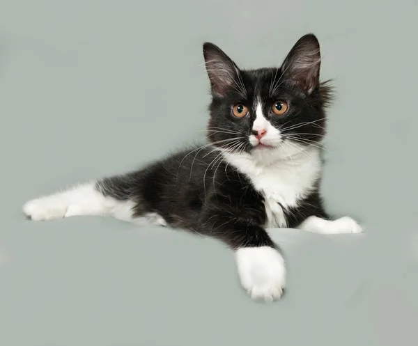 Negro y blanco esponjoso gatito se encuentra en gris — Foto de Stock