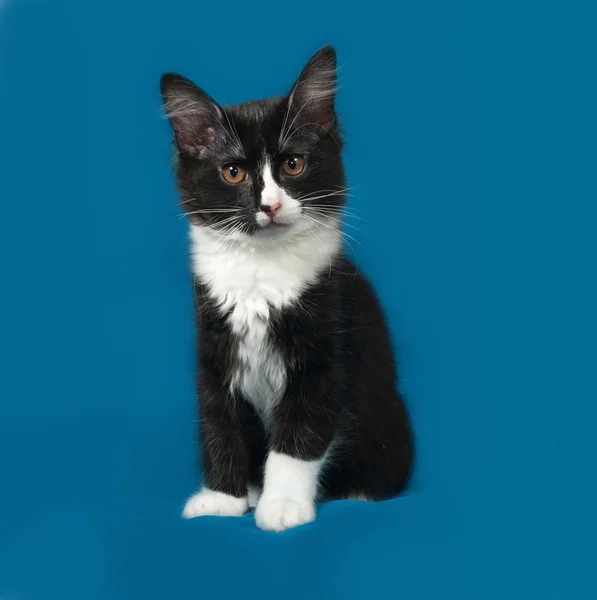 Negro y blanco esponjoso gatito se sienta en azul —  Fotos de Stock