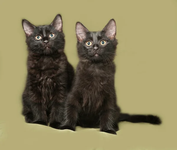 Два чорних пухнастого кошеня сидить на зеленому — стокове фото