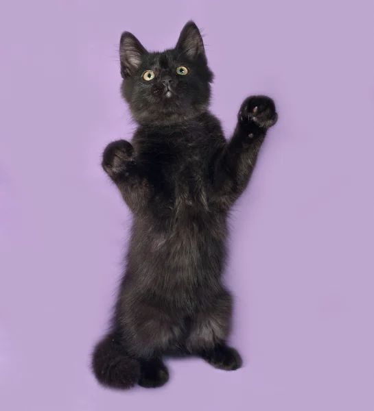 Черный пушистый котёнок стоит на сирени — стоковое фото