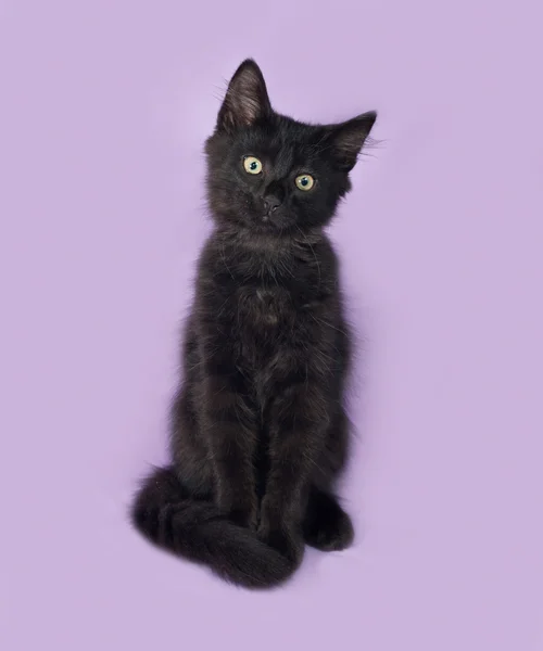 Siyah tüylü yavru kedi leylak üzerinde oturur — Stok fotoğraf