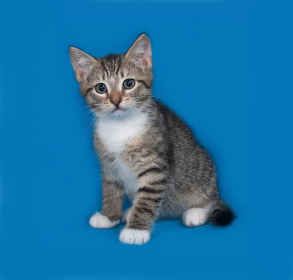 Prokládané kotě sedící na modré — Stock fotografie