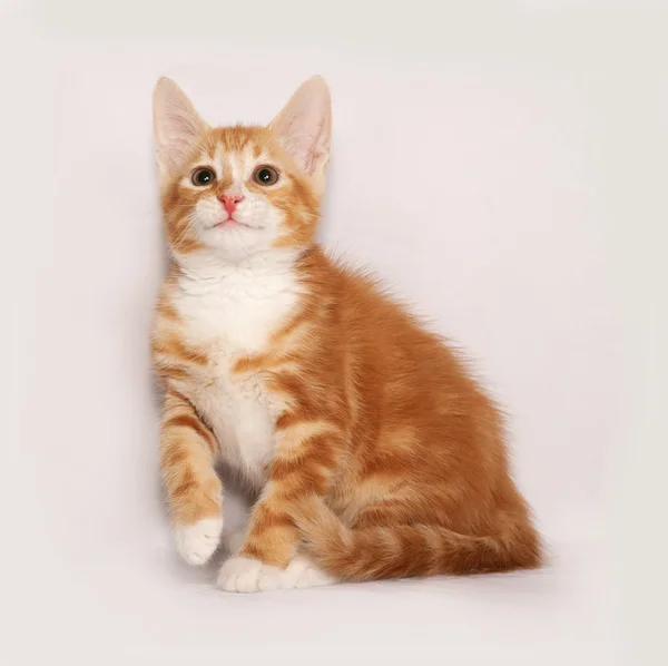 Rot-weißes Kätzchen sitzt auf grau — Stockfoto