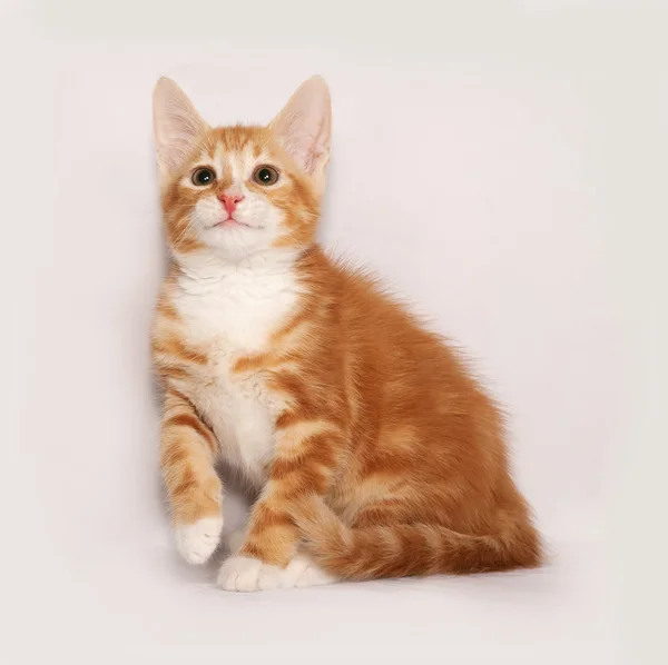 Gatinho vermelho e branco sentado no cinza — Fotografia de Stock