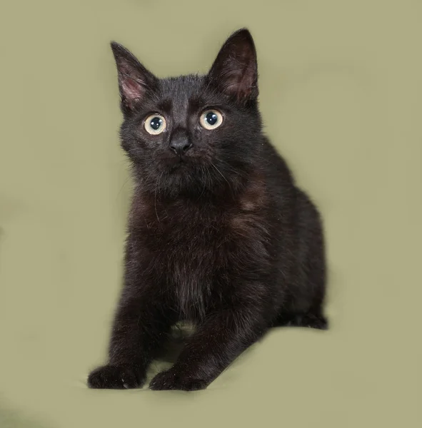 Black cat sitting on green — Stock Photo, Image