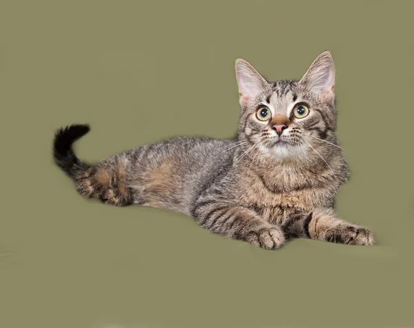 Striped kitten lies on green — Stock Photo, Image